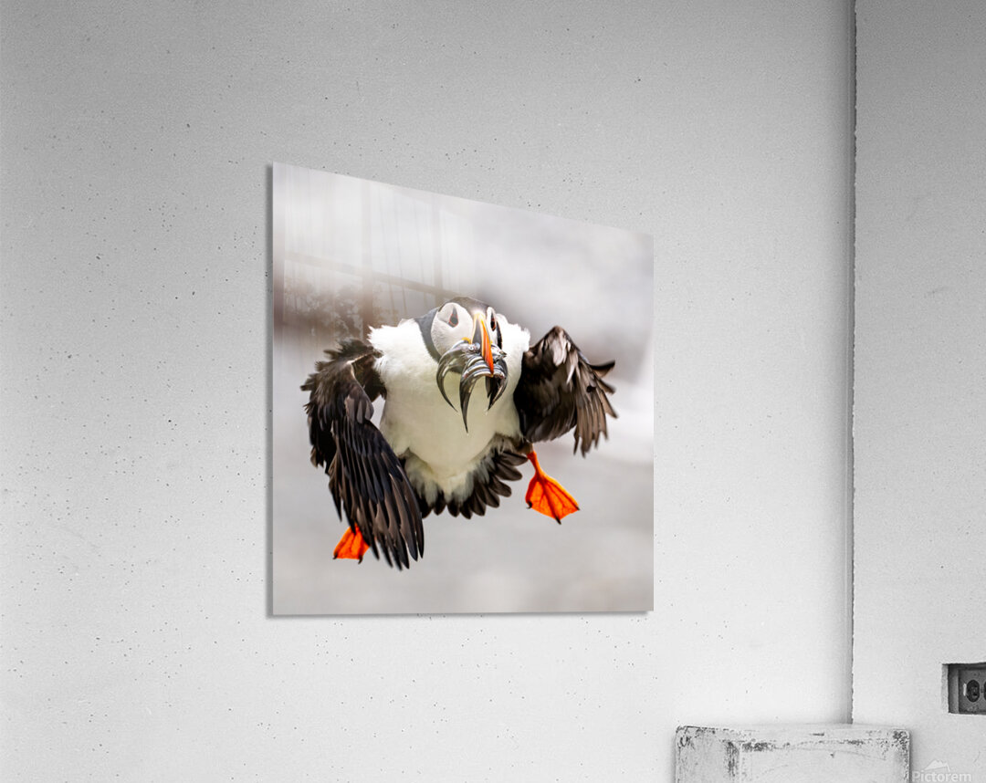 Perroquets20230719 0176 Edit Acrylic Print