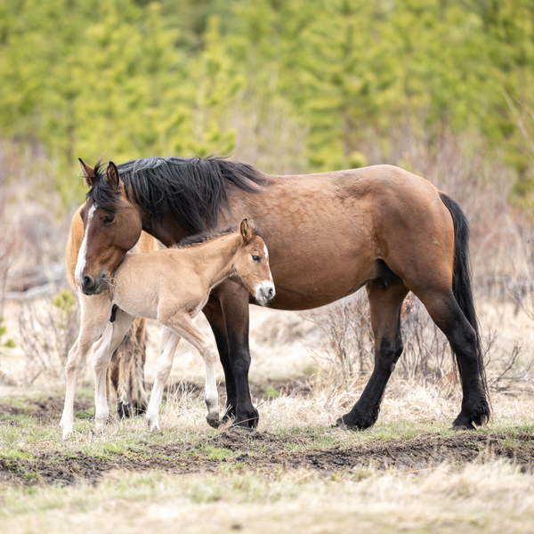 MareFoal2020Canv by Photos by SMA