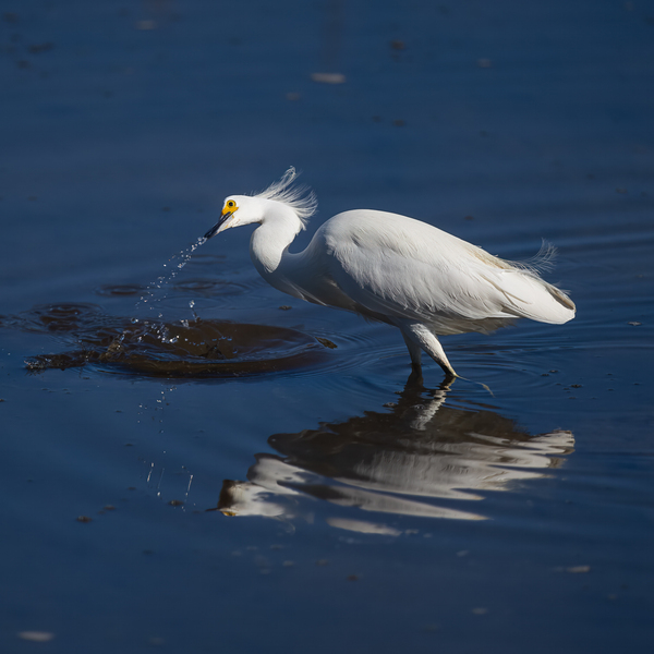 Egret 2020 Canv by Photos by SMA