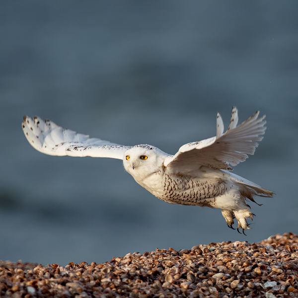 Snowy Owl 2020 Canv by Photos by SMA