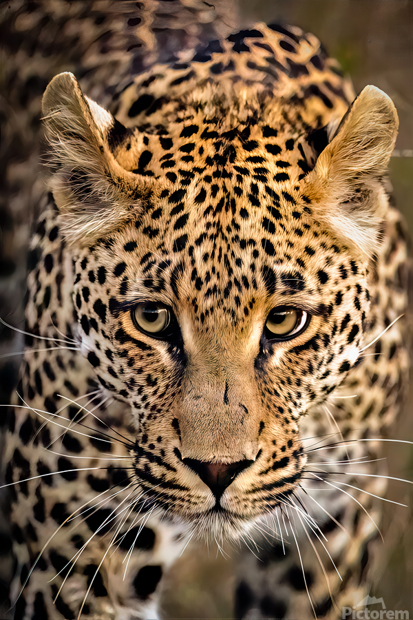 NBC081323445 Edit  Print