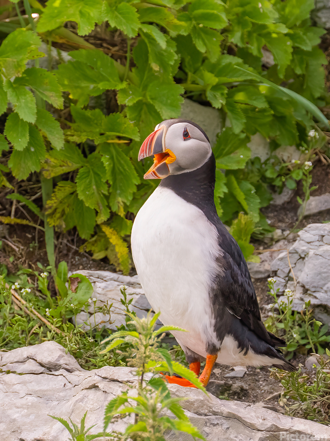 Z91 1832 Edit  Print