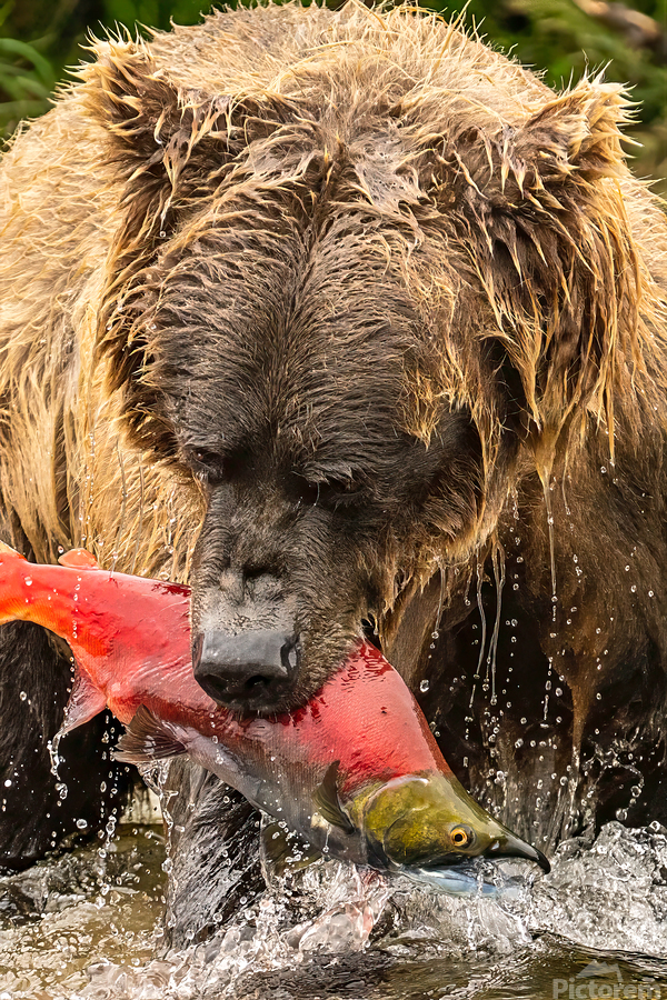 Z91 4633 Edit  Imprimer