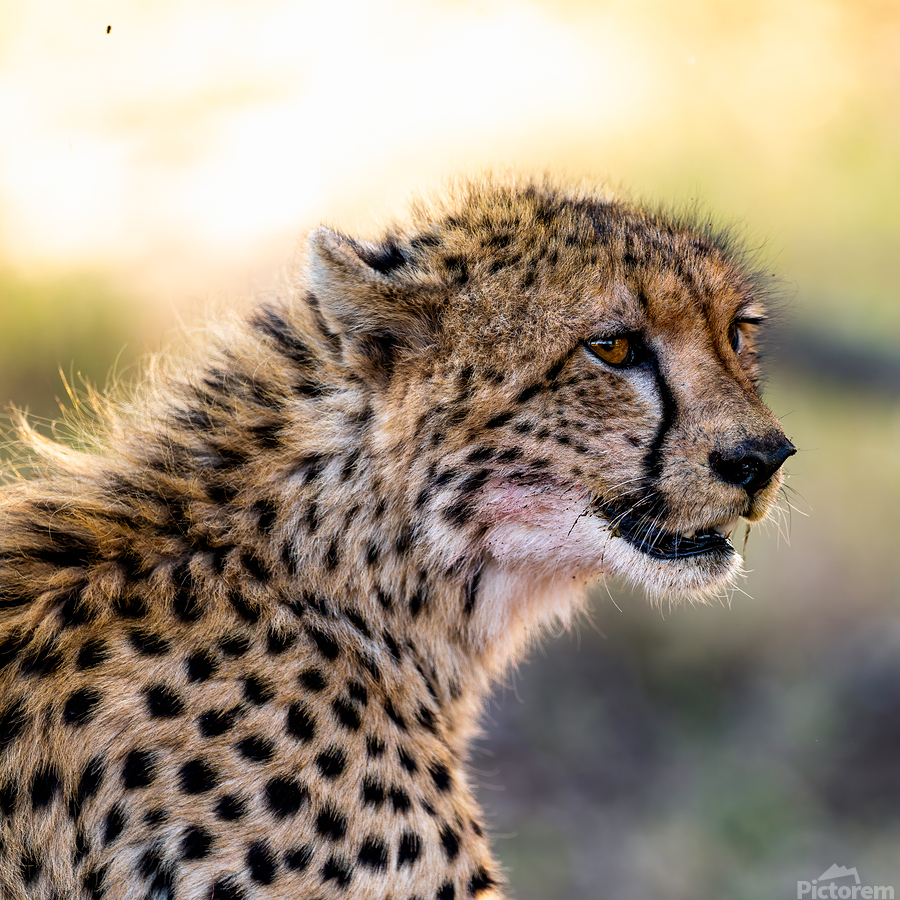 NBC081223686 Edit  Print