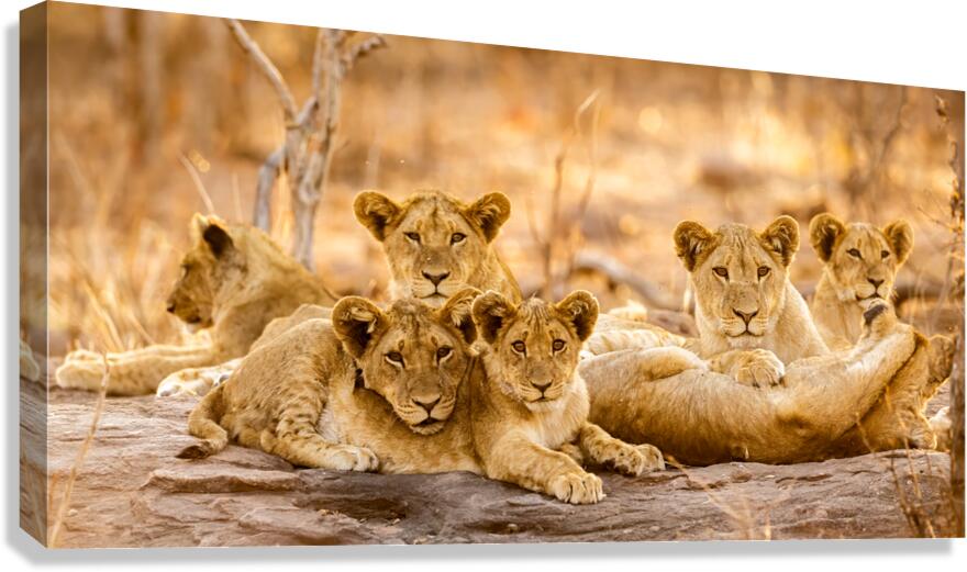 DSC081823685 Edit Canvas Print