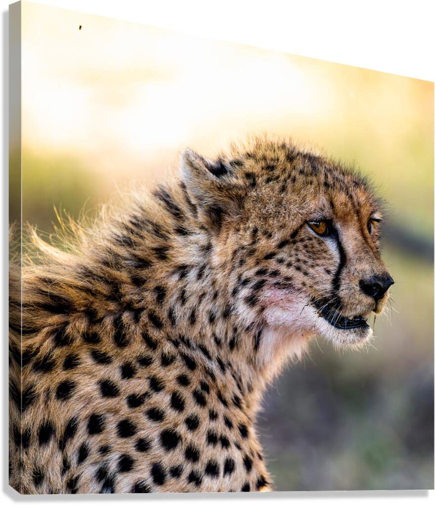 NBC081223686 Edit Canvas Print