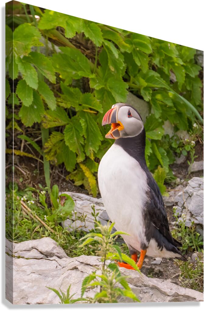 Z91 1832 Edit Canvas Print