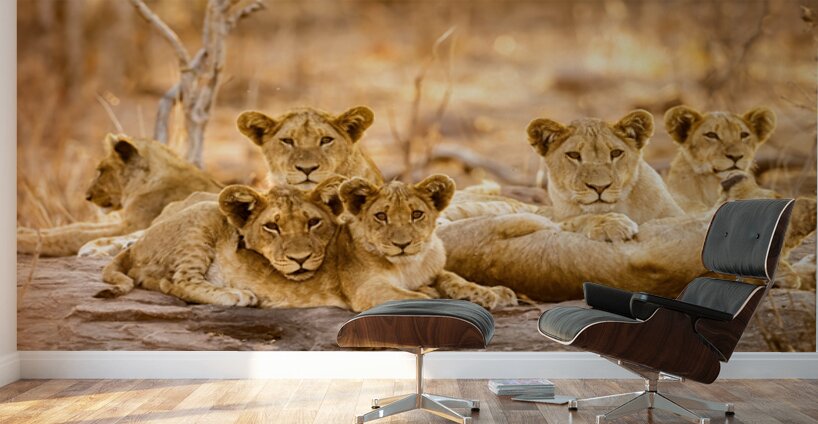 DSC081823685 Edit Wall Murals