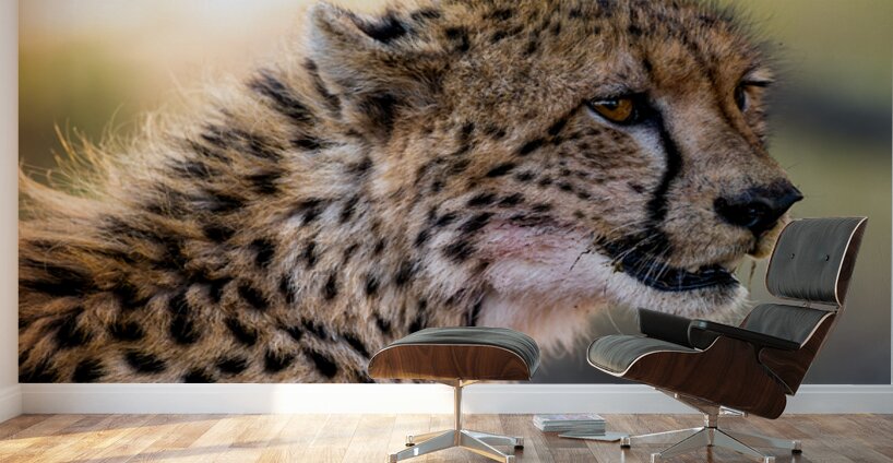 NBC081223686 Edit Wall Murals