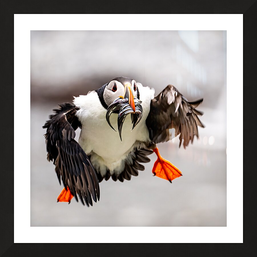 Perroquets20230719 0176 Edit Picture Frame print