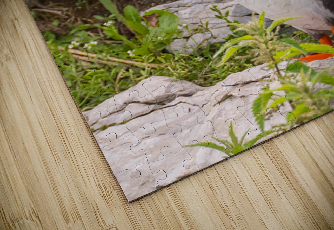 Z91 1832 Edit Photos by SMA Puzzle