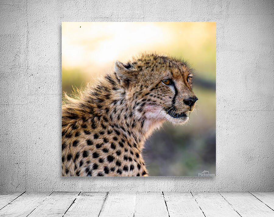 NBC081223686 Edit Wall Preview