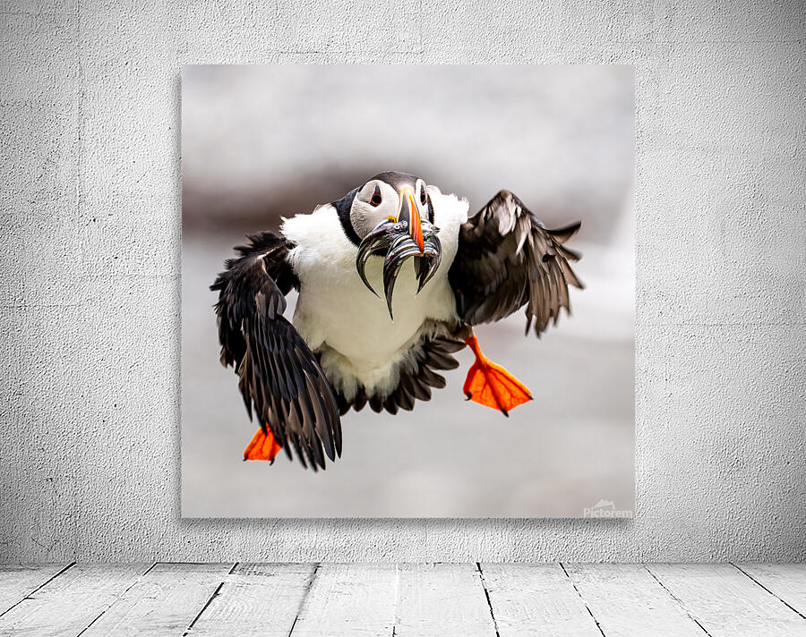 Perroquets20230719 0176 Edit Wall Preview