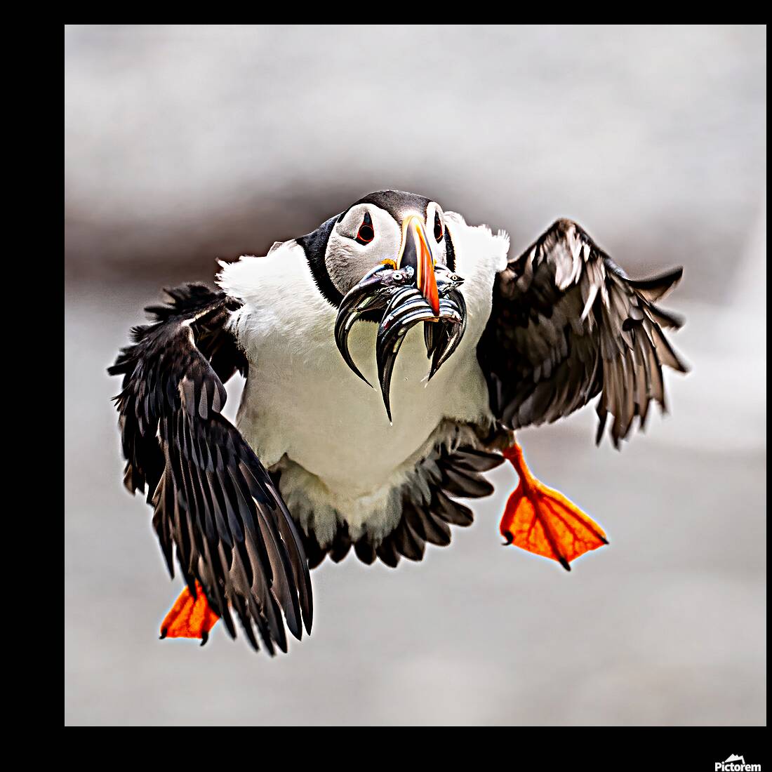 Perroquets20230719 0176 Edit Reproduction